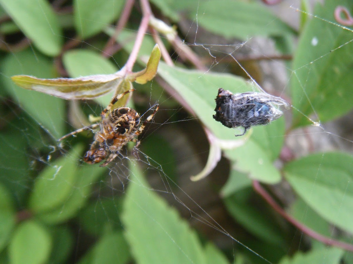 Garden Spider