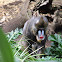 Mandrill