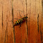 Bamboo Longhorned Beetle