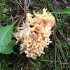 beautiful clavaria, handsome clavaria, yellow-tipped- or pink coral fungus