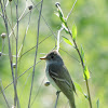 Adler Flycatcher