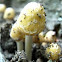 Mystery Mushroom D