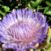 An Artichoke Flower