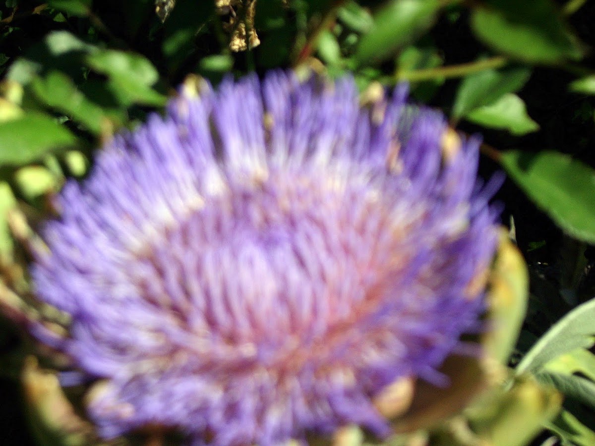 An Artichoke Flower