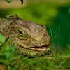 Philippine Sailfin Lizard