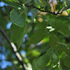 Shagbark Hickory