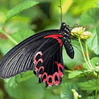 Scarlet Mormon Butterfly