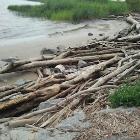 Driftwood at Battery Park Beach in Delaware by Dianne Collins - Landscapes Beaches