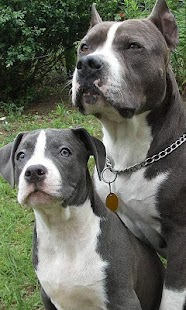 How to install American Staffordshire Terrier lastet apk for android