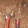 Plantain root bulb