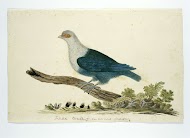 Indische tortelduif van de Seychellen