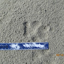 Bobcat Footprint