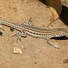 Bosc's fringe-toed lizard