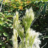 Bushy Bluestem