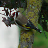 European Goldfinch