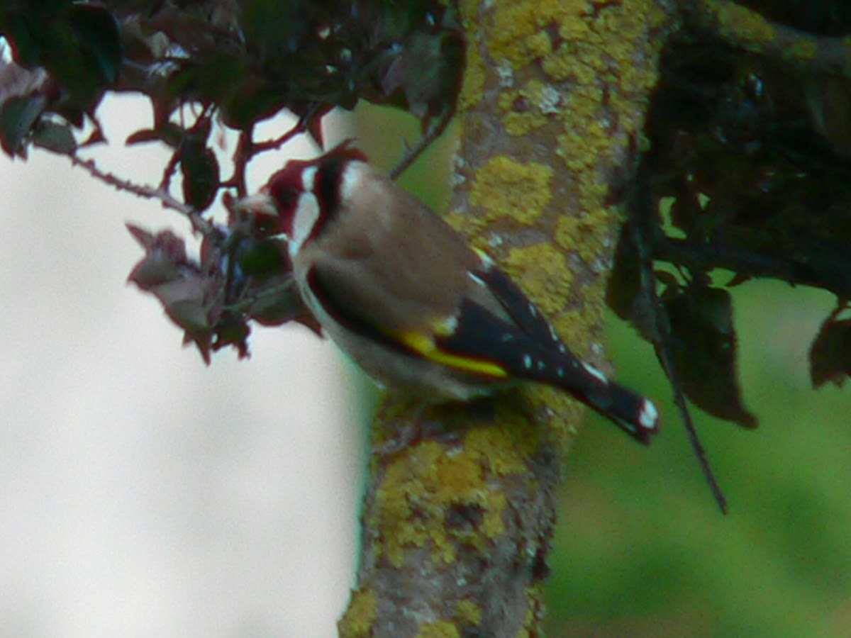 European Goldfinch