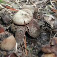 Fungi of Louisiana