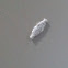 Casemaking Clothes Moth (larva)