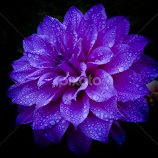 Purple Dahlia by Monzur Sazid Ahmed -  
