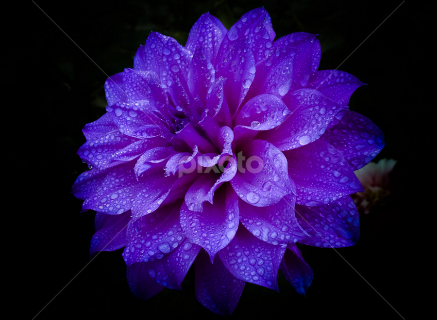 Purple Dahlia by Monzur Sazid Ahmed - Flowers Single Flower