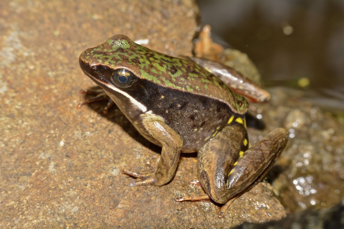 Warszewitsch's Frog