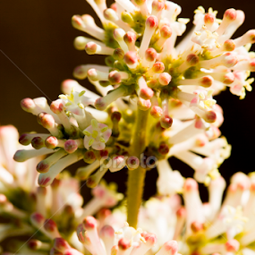 flower bud by Manu K.S - Flowers Flower Buds