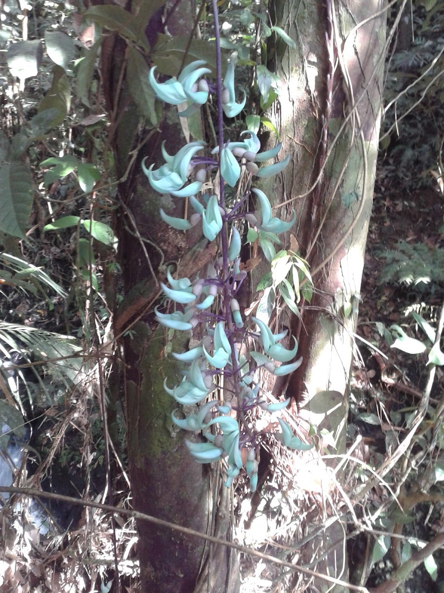 Jade vine