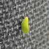 Green Planthopper