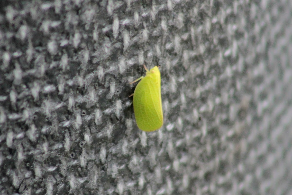 Green Planthopper