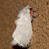 White Flannel Moth