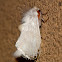 White Flannel Moth