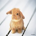 Bunny Live Wallpaper