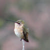 Lucifer Hummingbird female