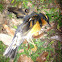 American Robin