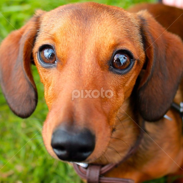 Brown Eyes | Portraits | Animals - Dogs | Pixoto