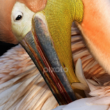 Pelican by John Phielix -  