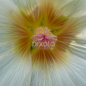 Inner by Kirsten Gamby - Flowers Single Flower