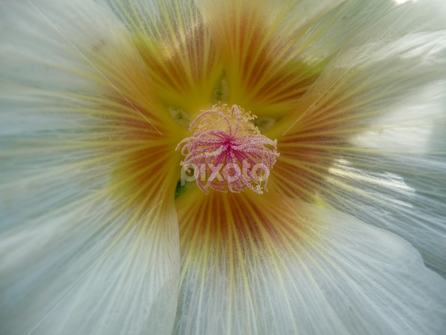 Inner by Kirsten Gamby - Flowers Single Flower