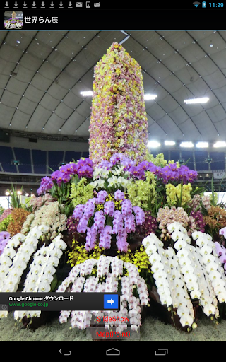 International Orchid Festival