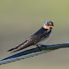 Pacific swallow