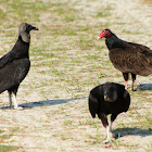 Turkey Vulture and Black Vultures