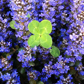 Lucky by Karin Pelton - Nature Up Close Leaves & Grasses