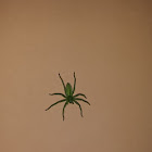 The green huntsman spider