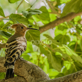 by Mustafa Gulzari - Animals Birds