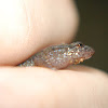 Dusky Salamander?