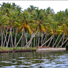 beauty in backwaters of kerala by Vijayendra Venkatesh - Landscapes Prairies, Meadows & Fields