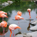 Andean Flamingos