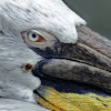 Spot Billed Pelican 