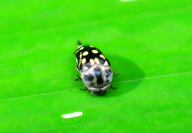 Tumbling Flower Beetle