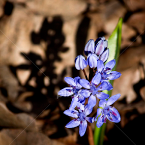 by Ioana Laura - Flowers Flowers in the Wild